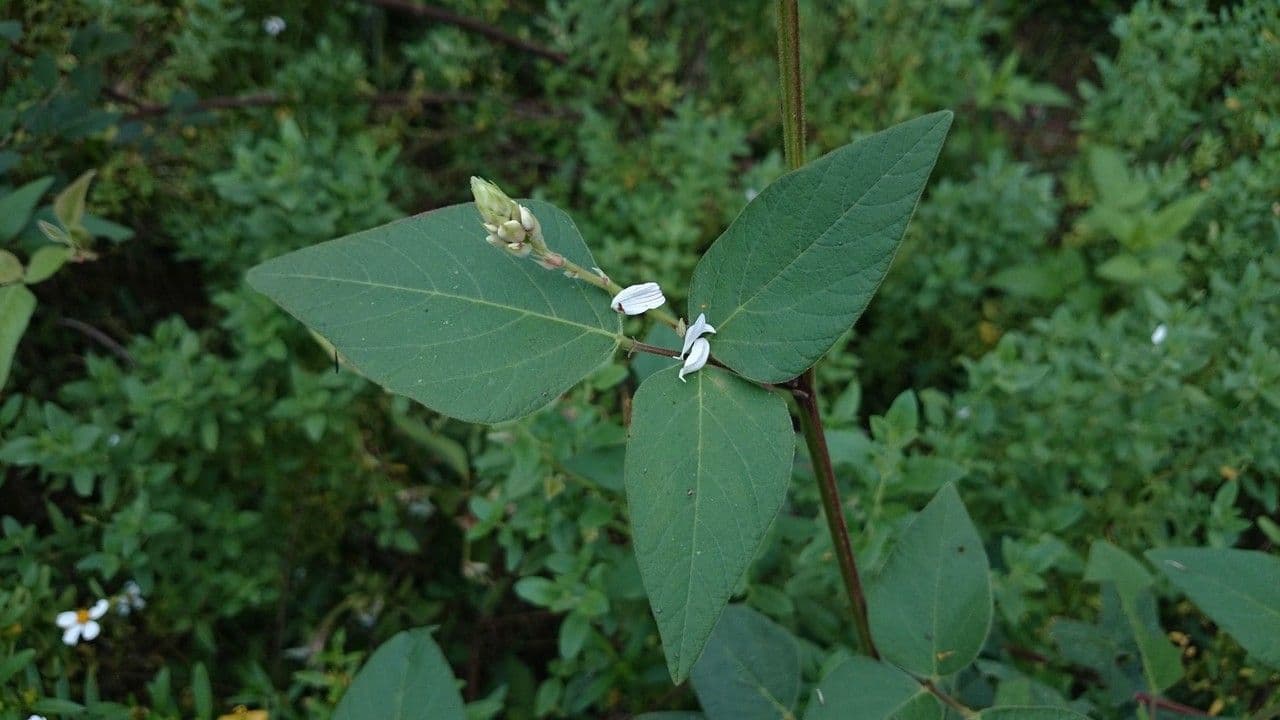 Desmodium di Lindheimer 3