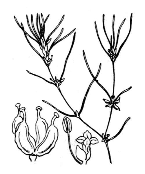 Zanichellia palustre 27