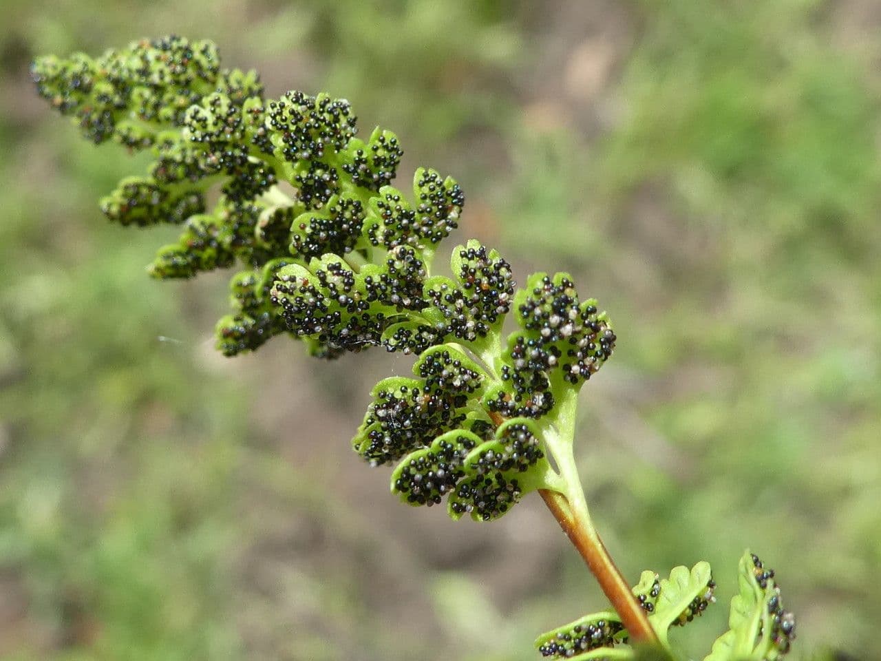Anogramma leptophylla 15