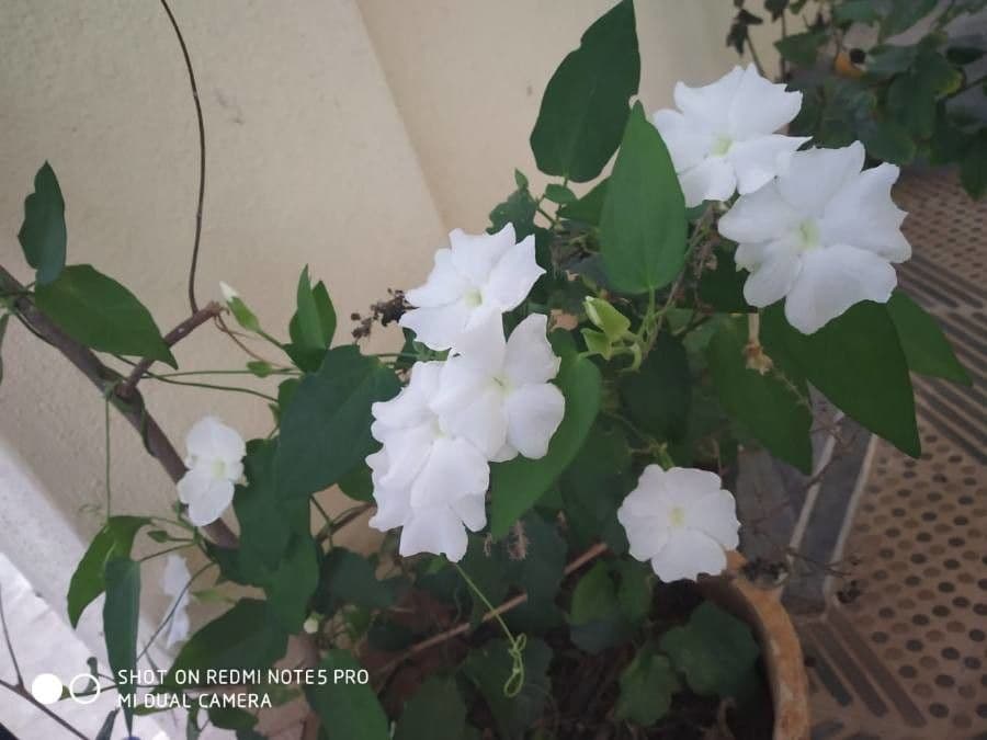 Thunbergia fragrante 2