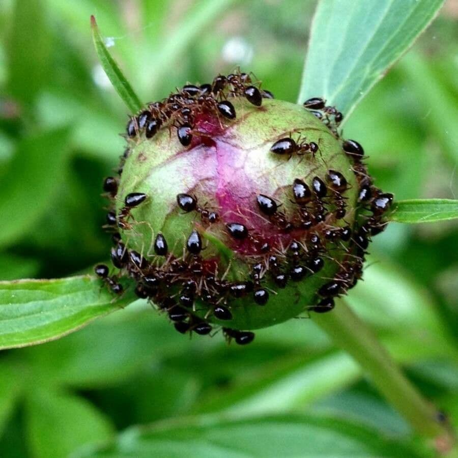 Echte Pfingstrose 20