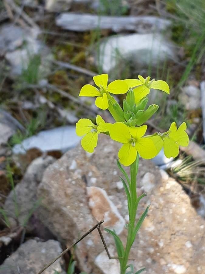 Violaciocca odorosa 18