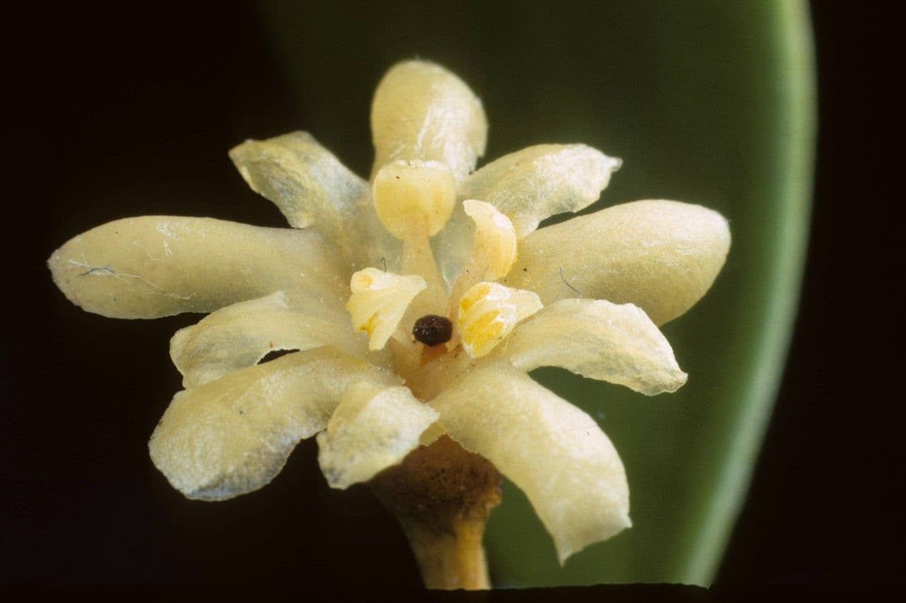 Jacquinia keyensis 2