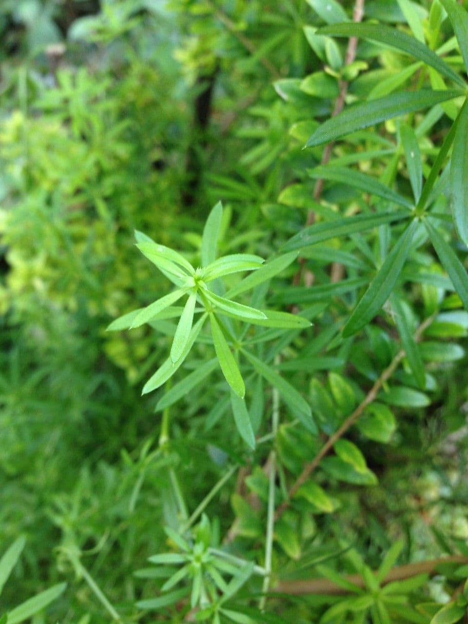 Galium 23