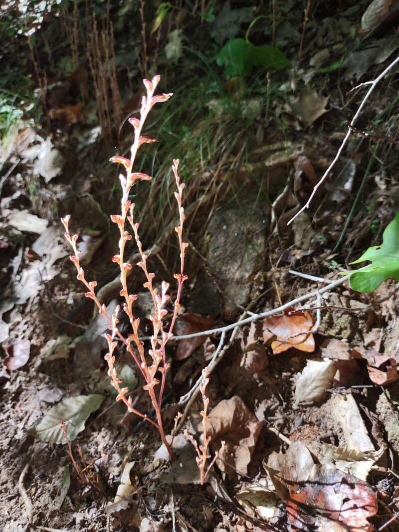 Epifagus virginiana 8