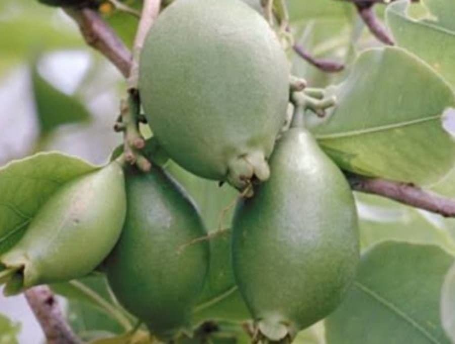 Planchonia careya