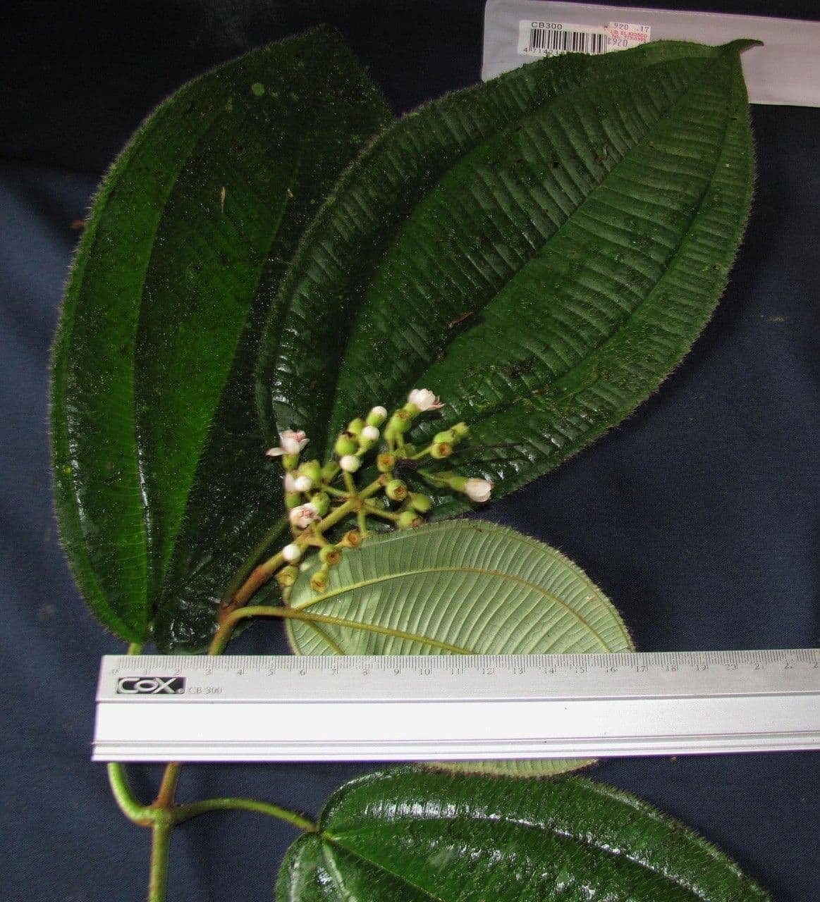 Miconia 2