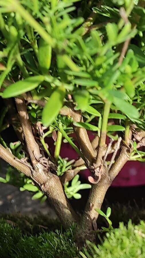 Boronia 8