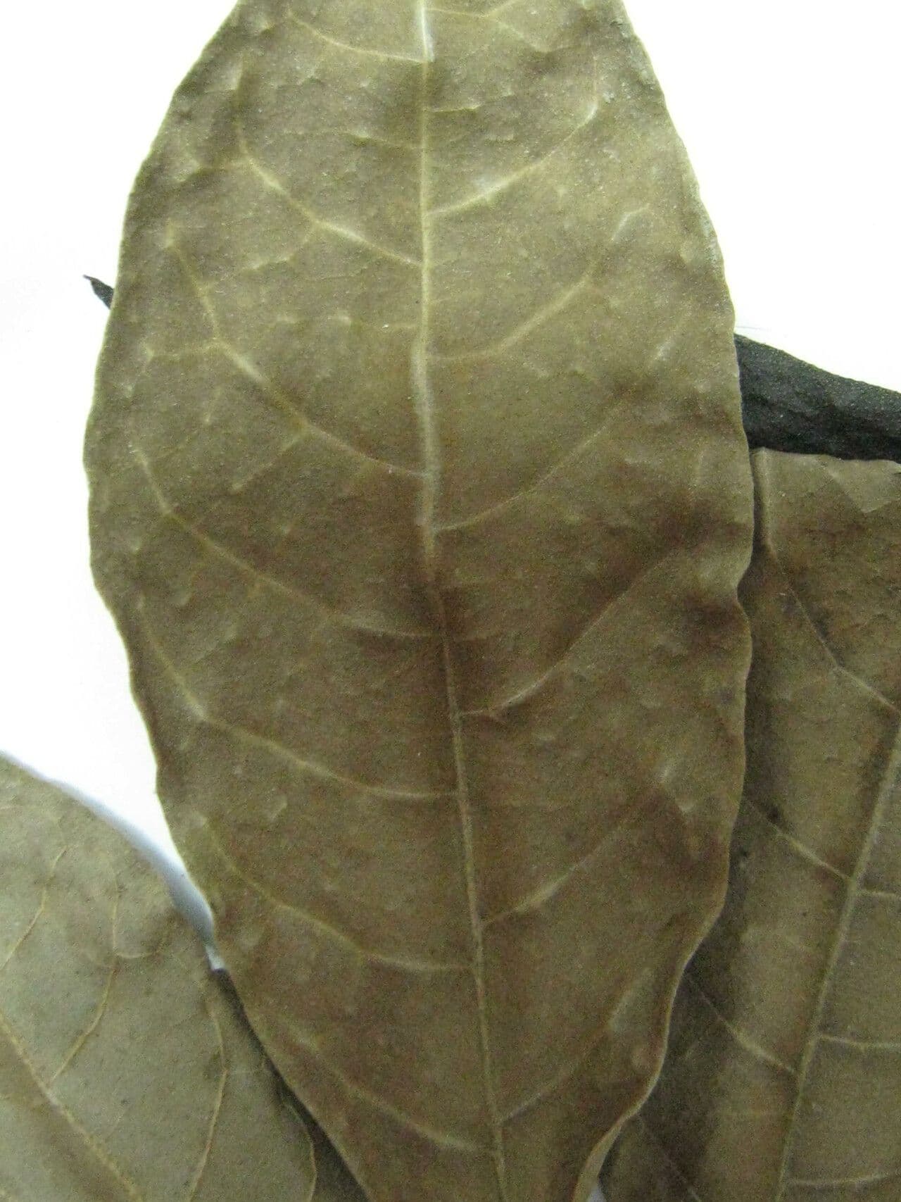 Ipê