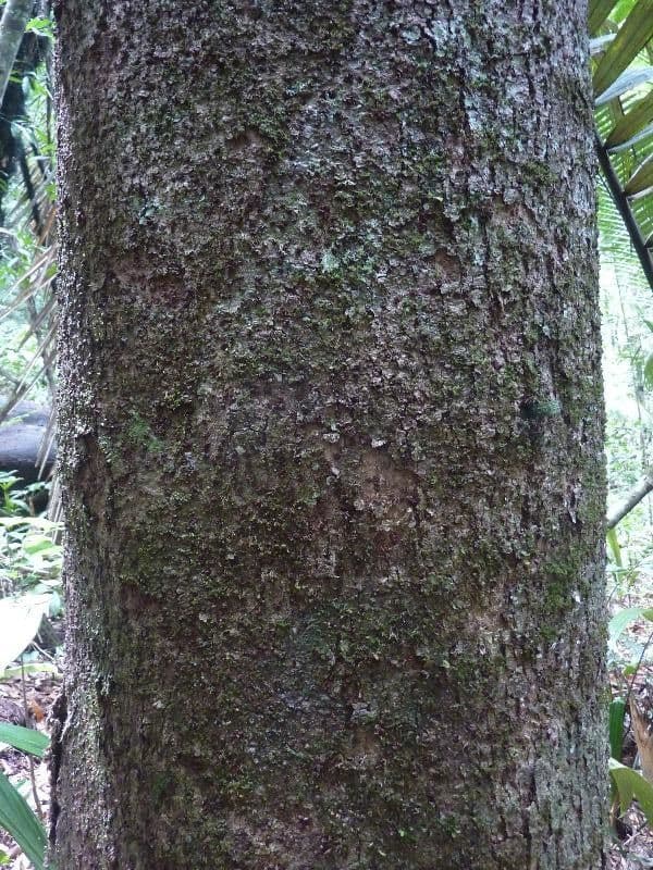 Sacoglottis