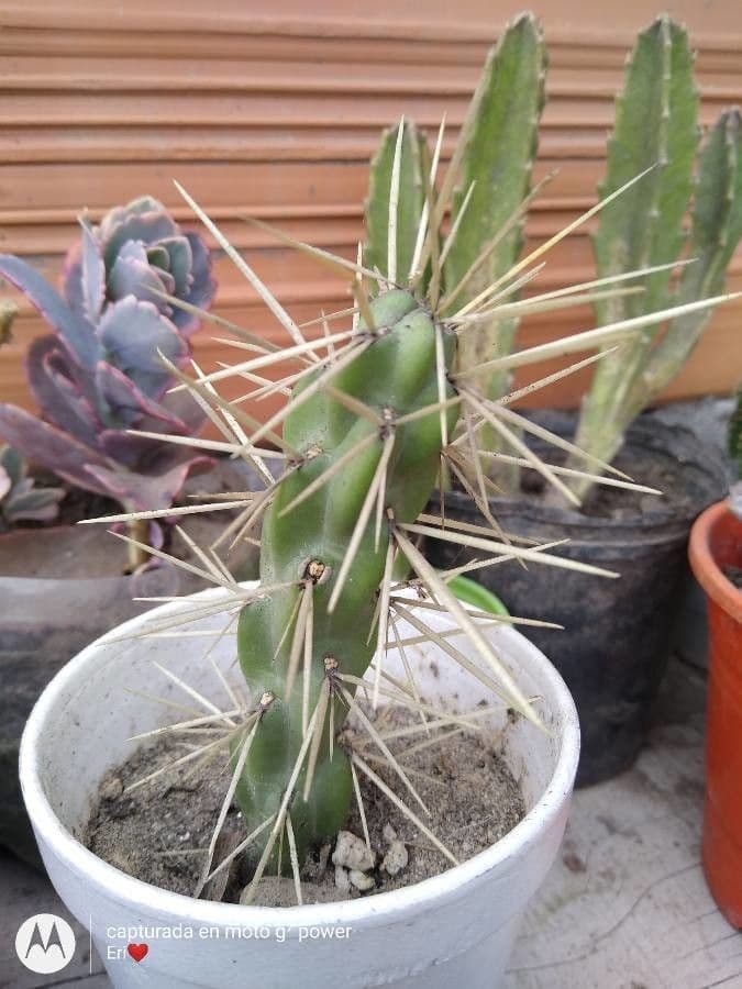 Ummantelte Cholla 17