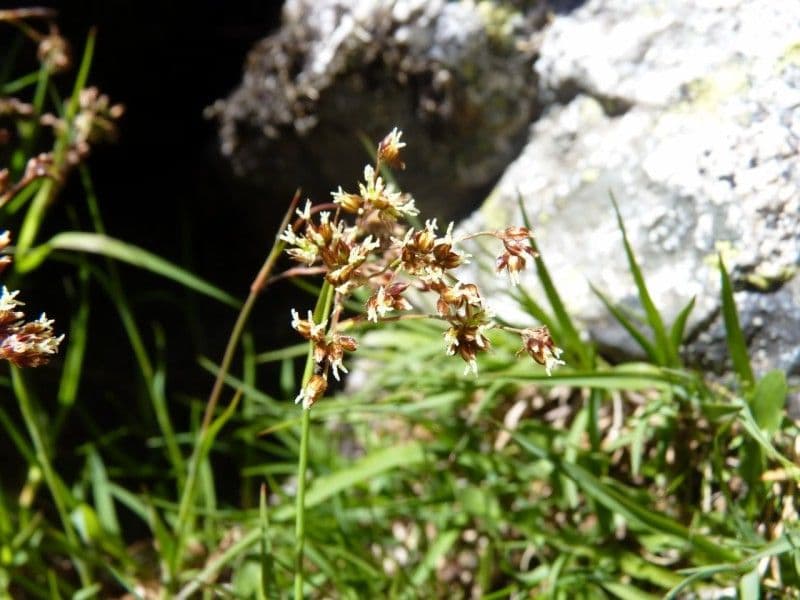 Alpen-Haar-Simse 9