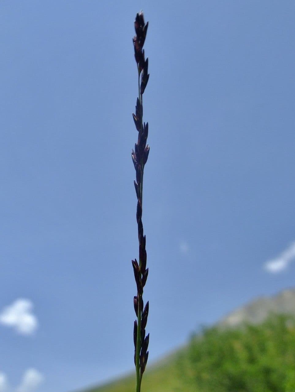 Molinia