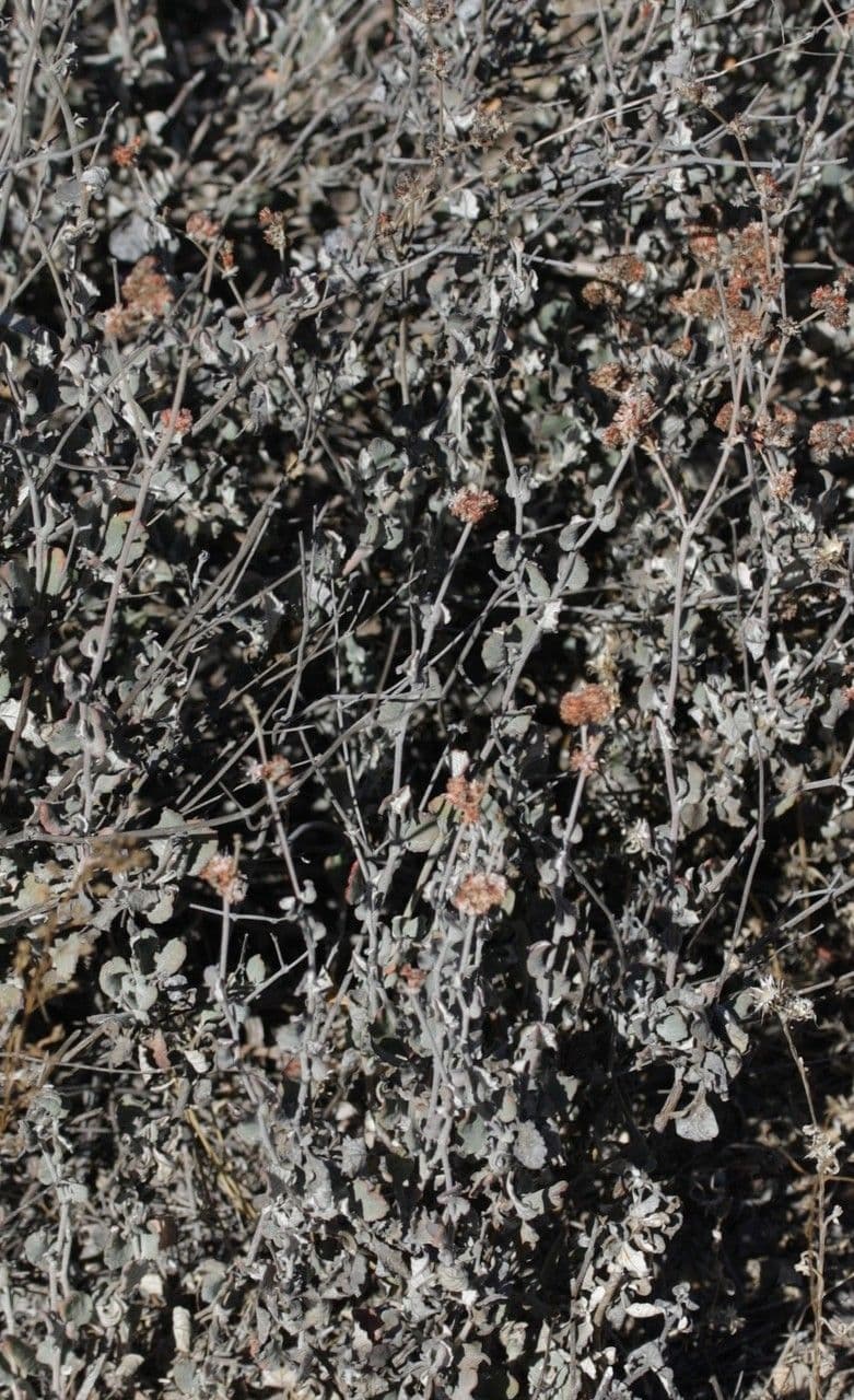 Eriogonum 13