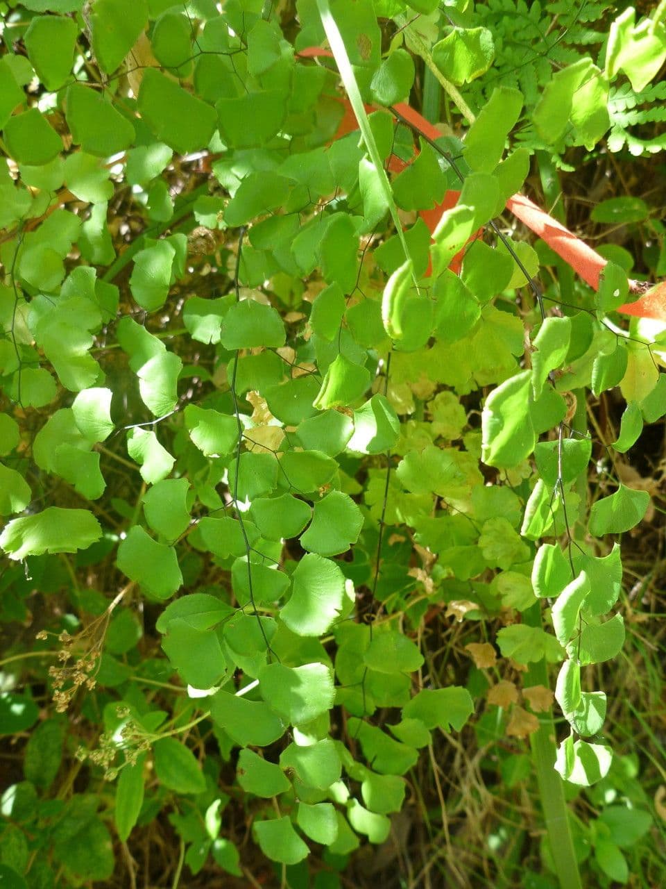 Zalotka 7
