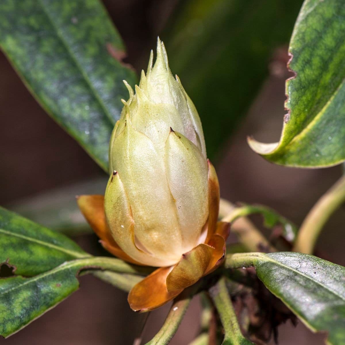 Rododendro 10