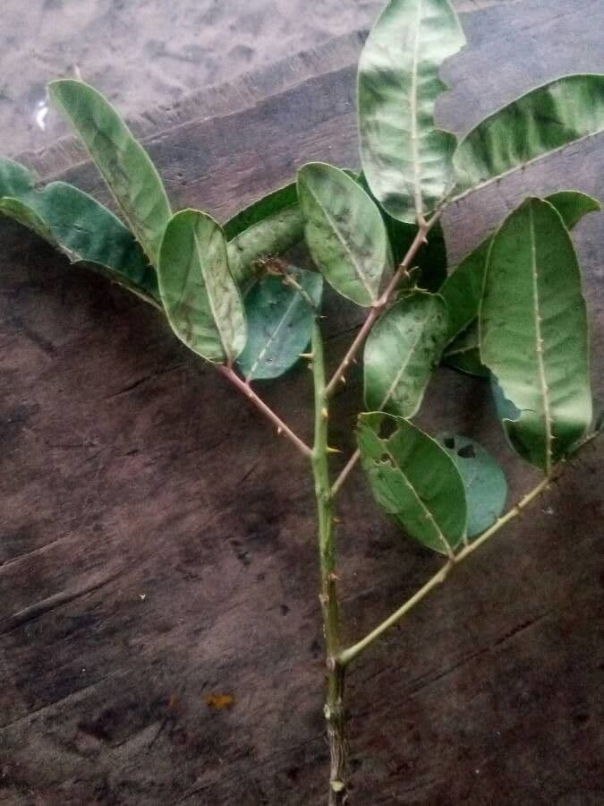 Zanthoxylum zanthoxyloides 7