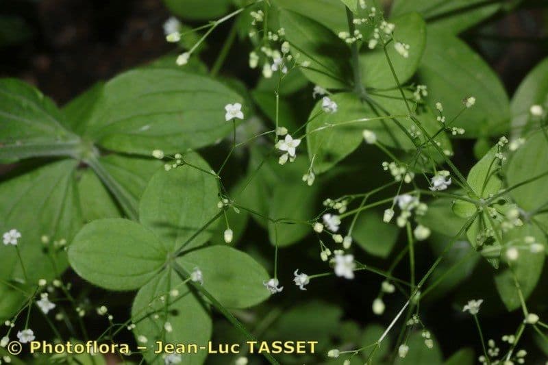 Galium 4