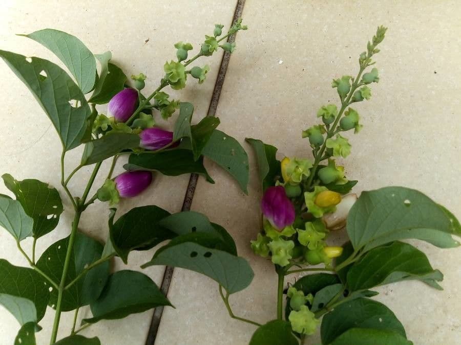 Amphilophium paniculato 6