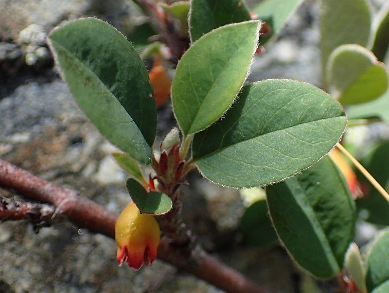 Cotonéaster commun 11