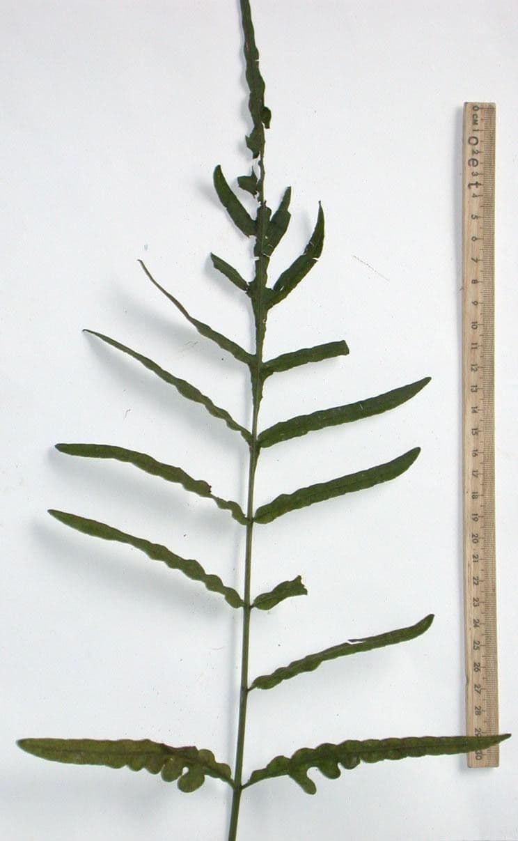 Bolbitis portoricensis 10
