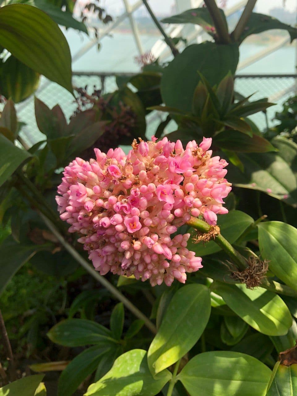 Medinilla 5