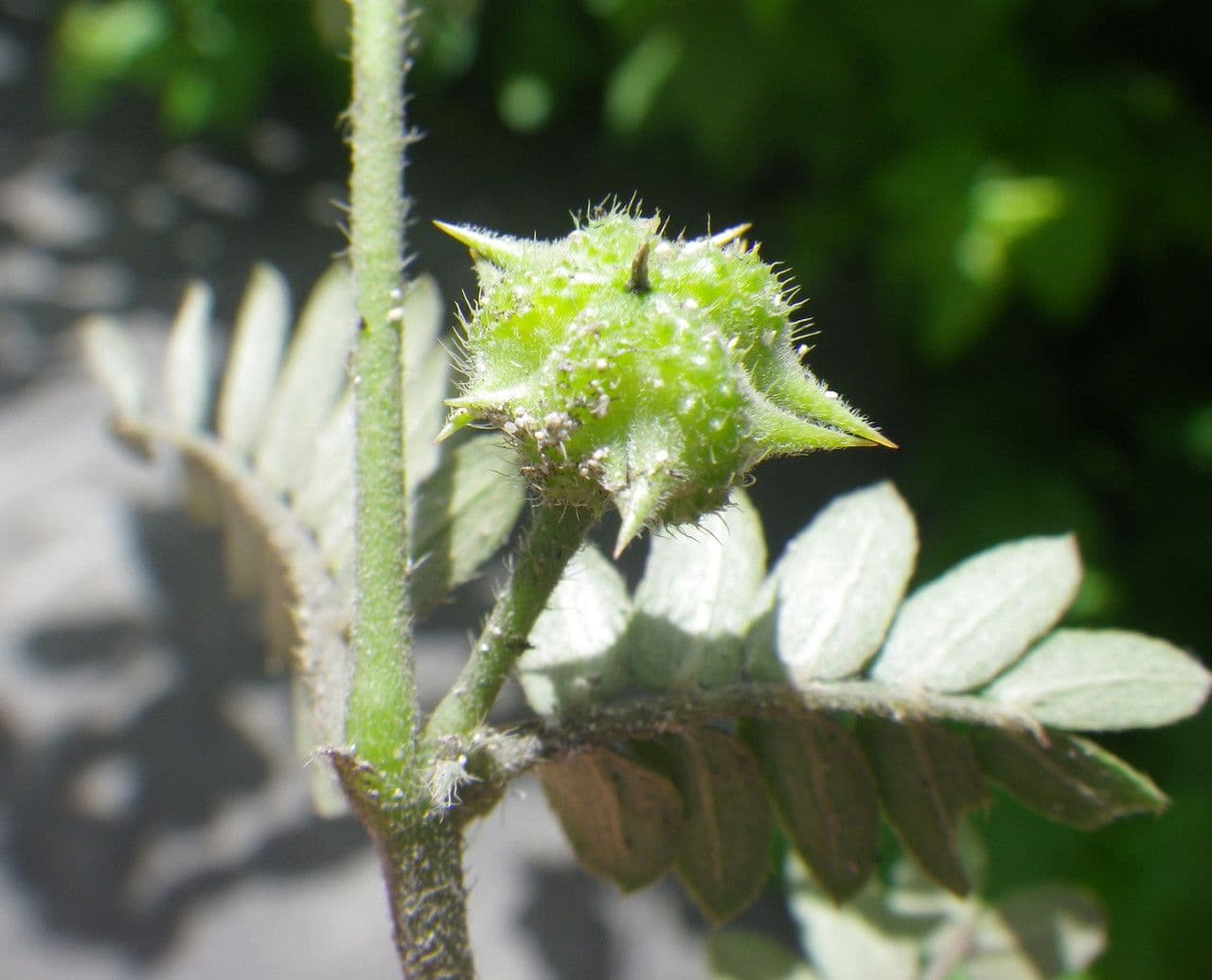 Tribolo cistoide