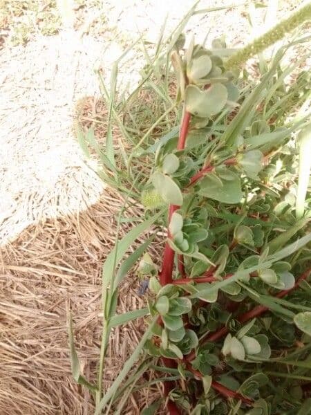 Porcellana comune 12