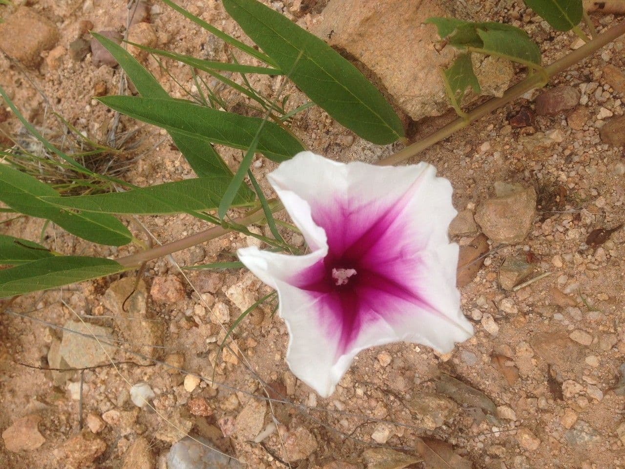 Ipomoea 3