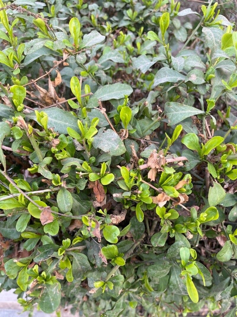 Zweilappige Glockenblume 4