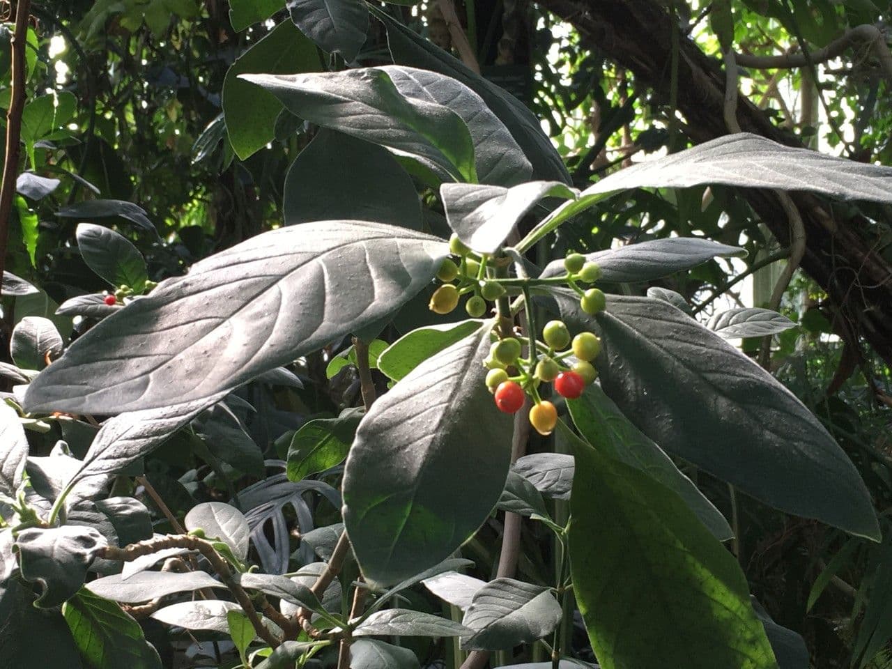 Psychotria punctata 14