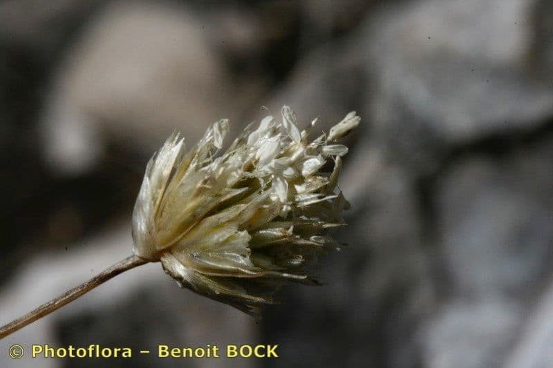 Sesleria 2