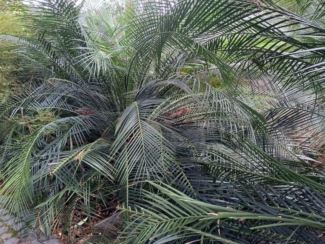 Macrozamia 6