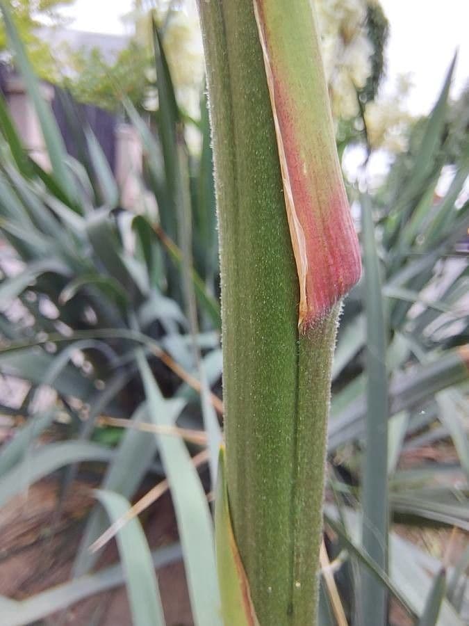 Schopf-Yucca 24