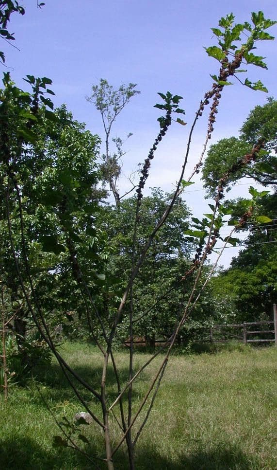 Malachra 10