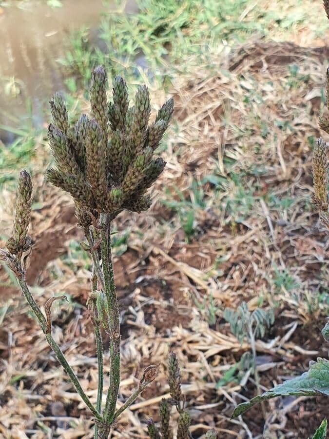 Verbena 3