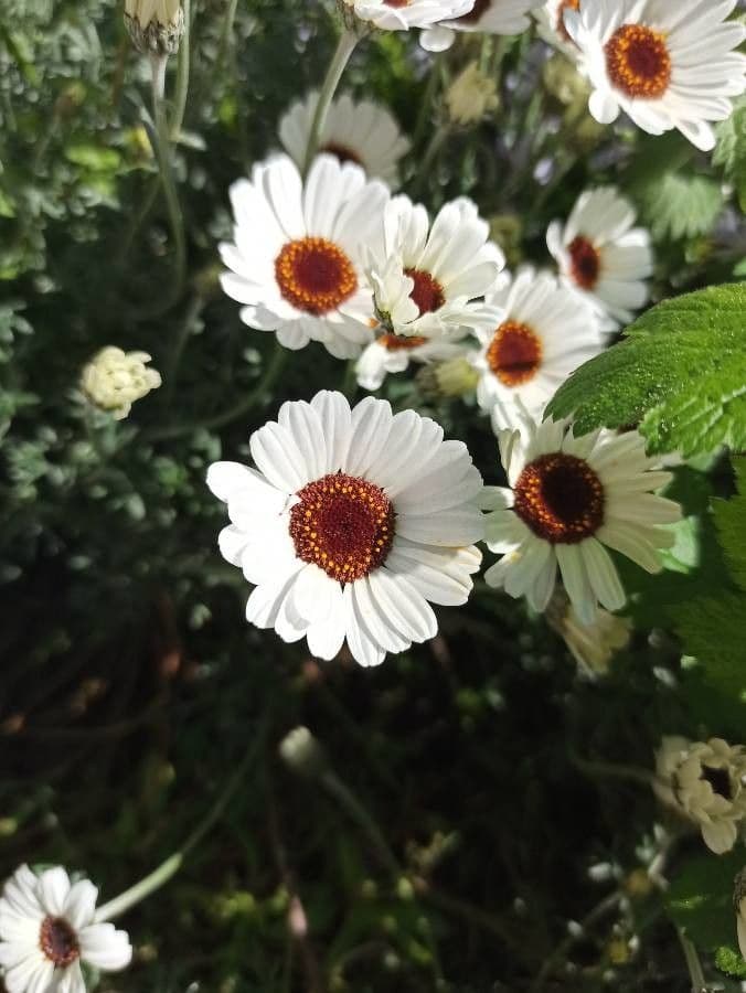 Rhodanthemum 2
