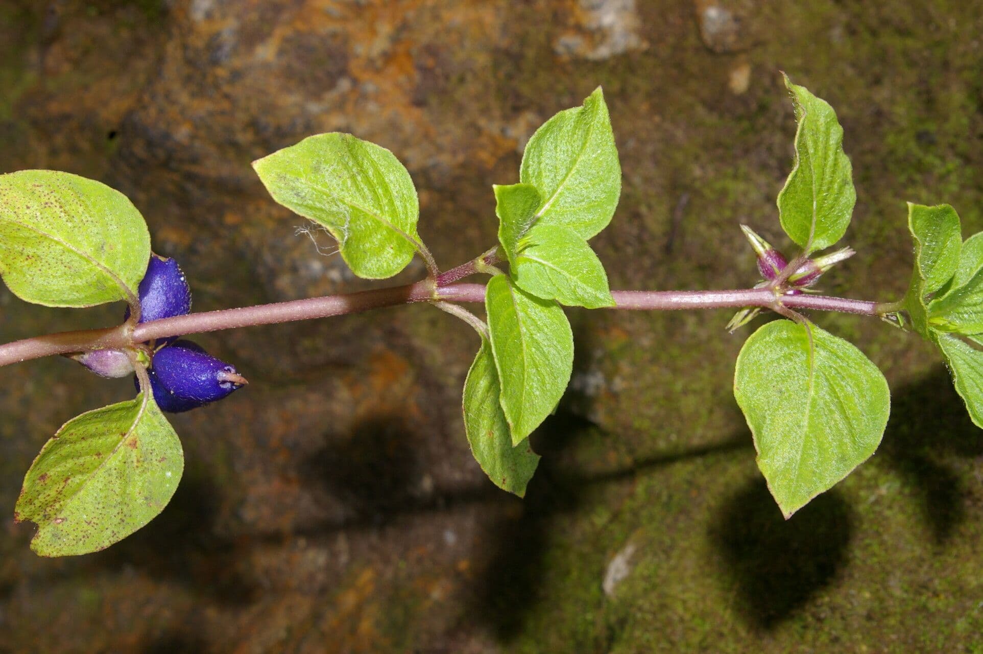 Coccocypselum 11