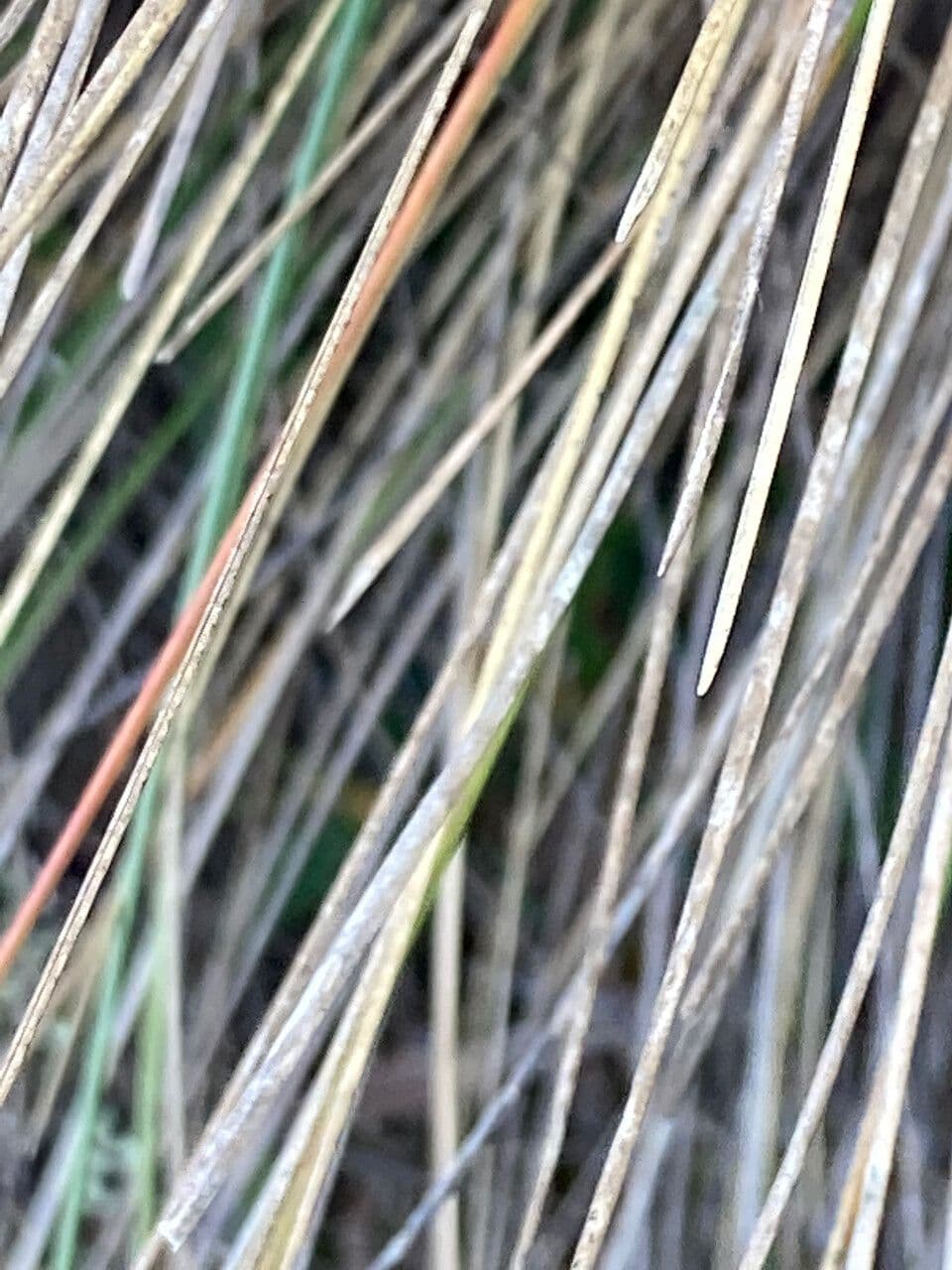 Calamagrostis 11
