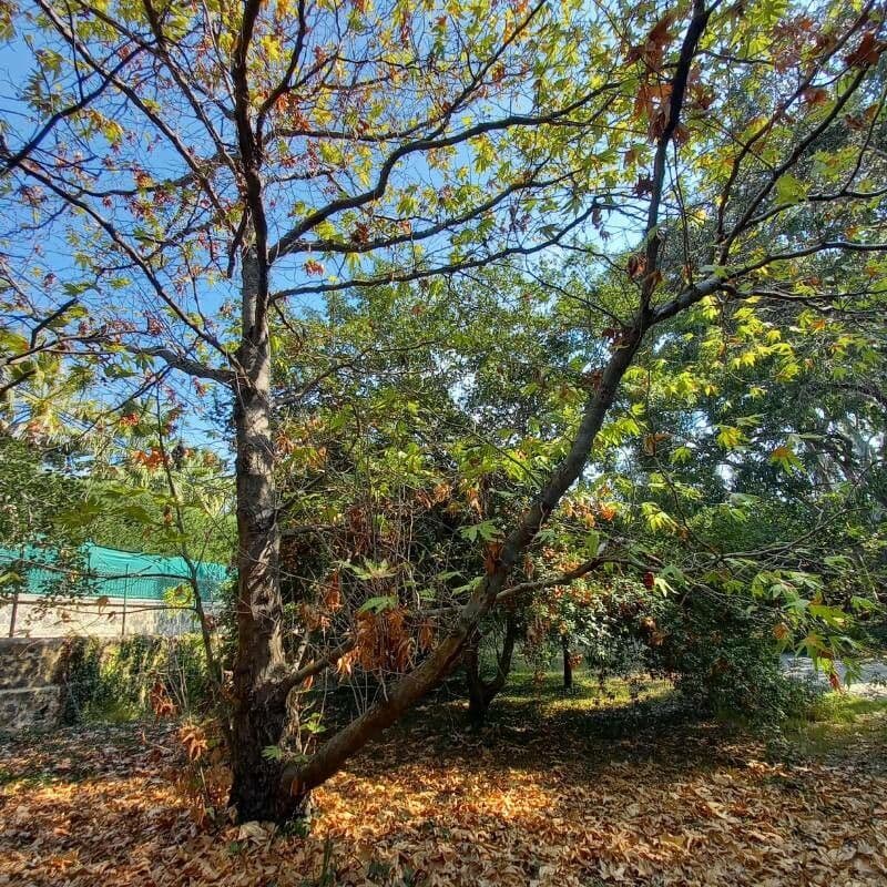 Platanus orientalis 12