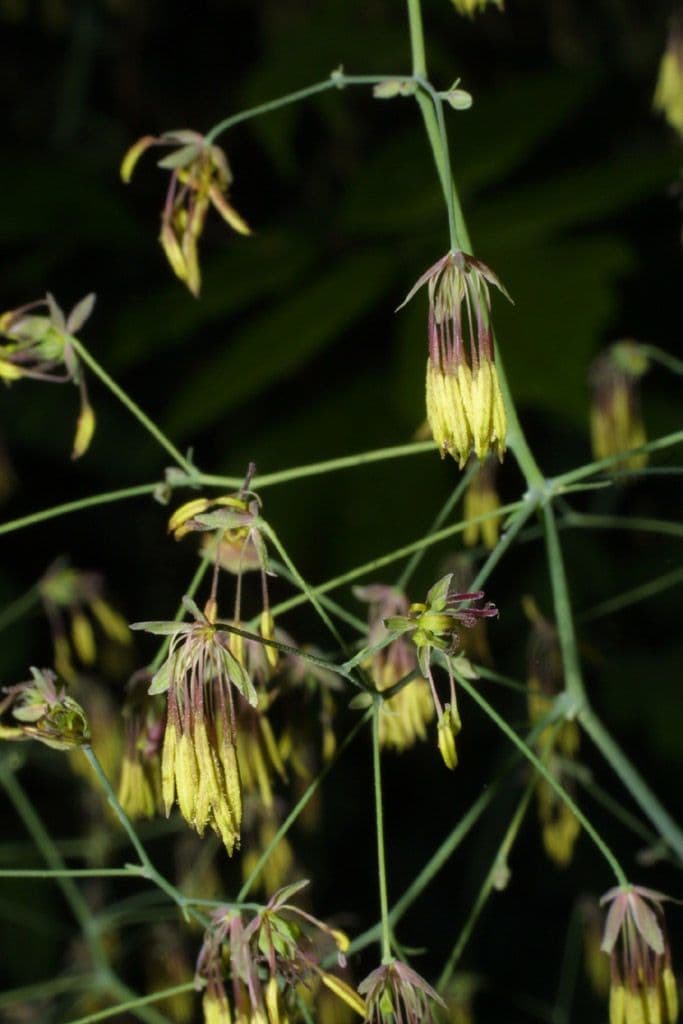 Procibola 4