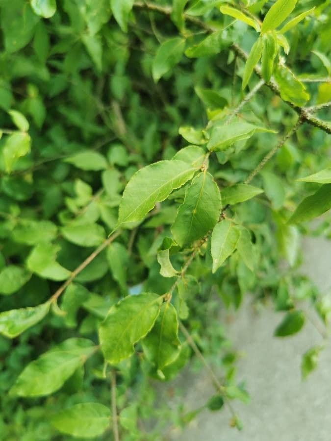 Euonymus 19