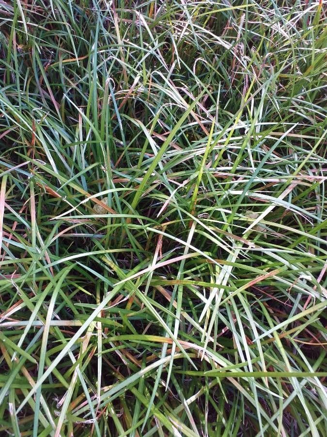 Liriope spicata 9