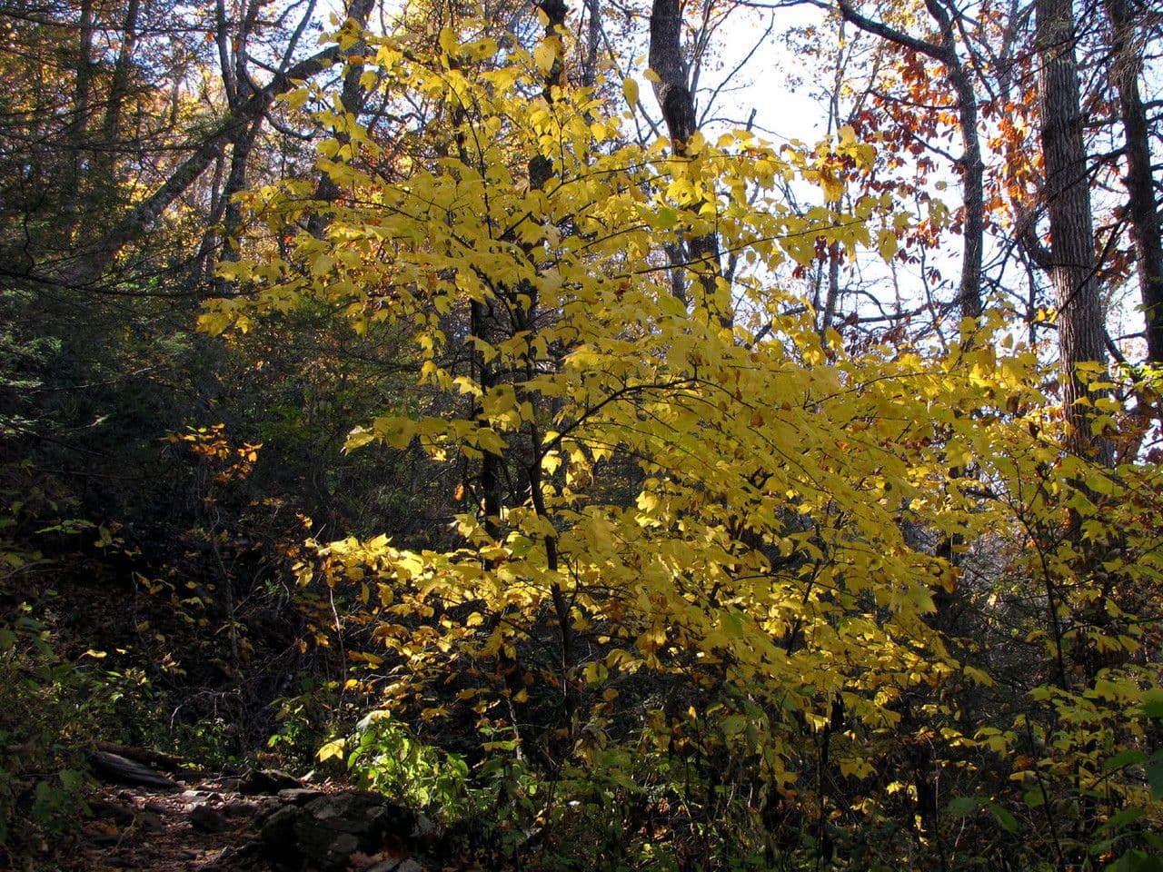 Striped maple 11