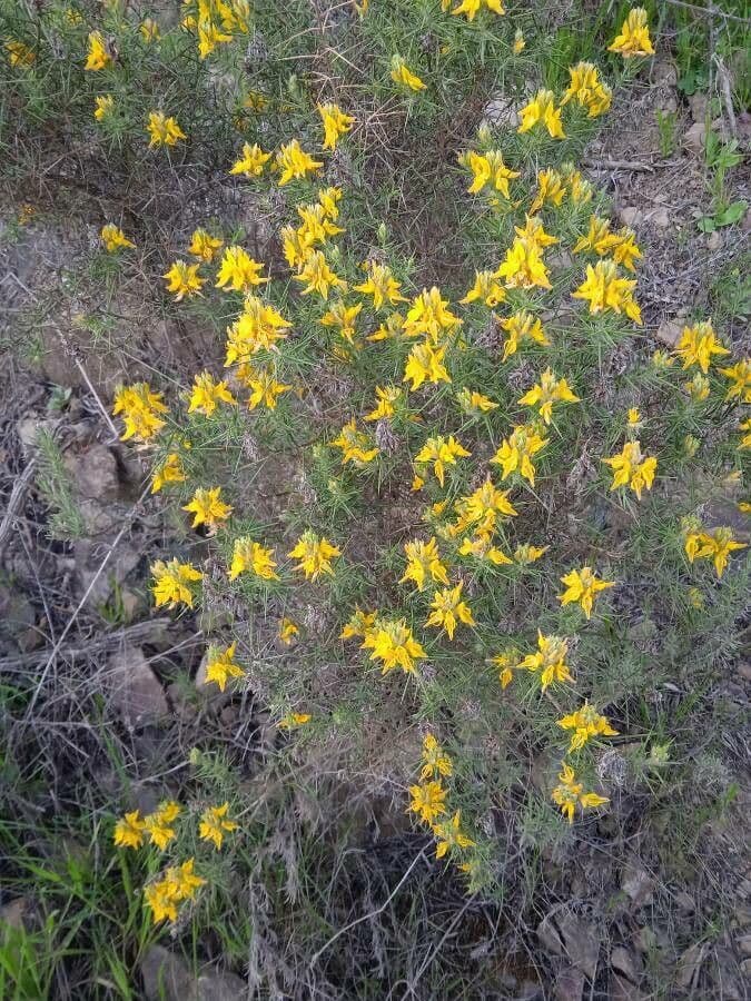 Ginestra irta 14