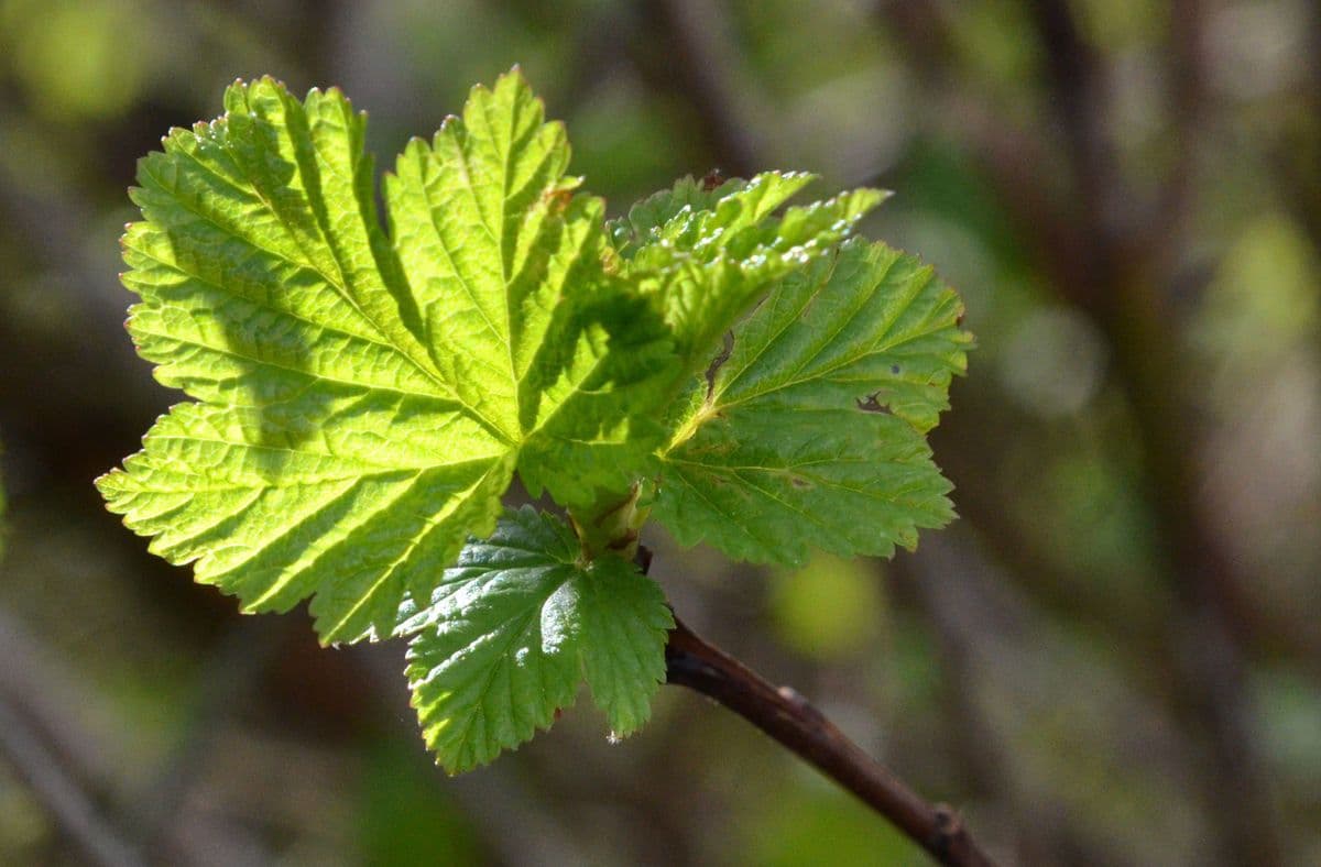 Ribes a fiore sparso 3