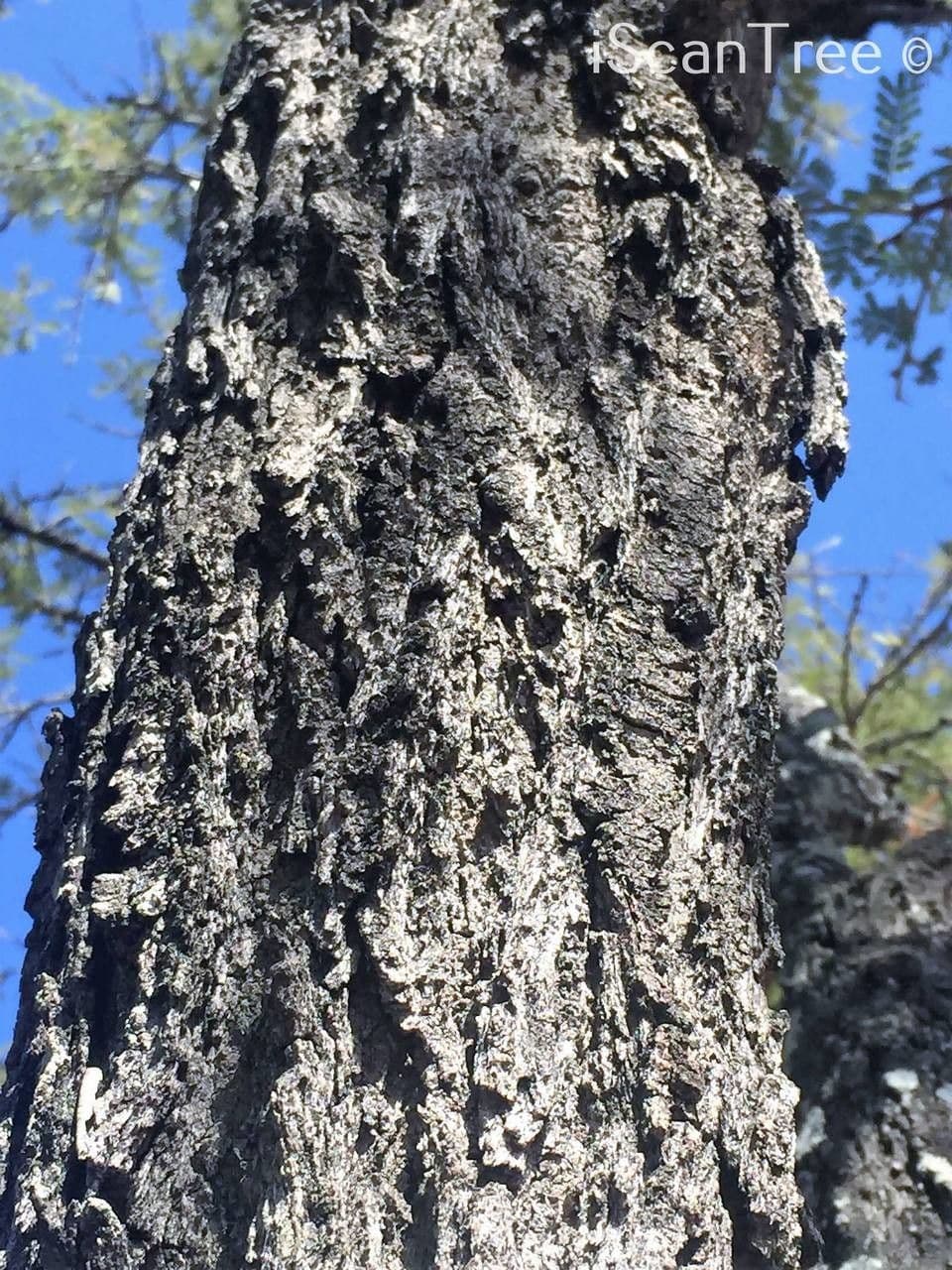 Vachellia gerrardii 13