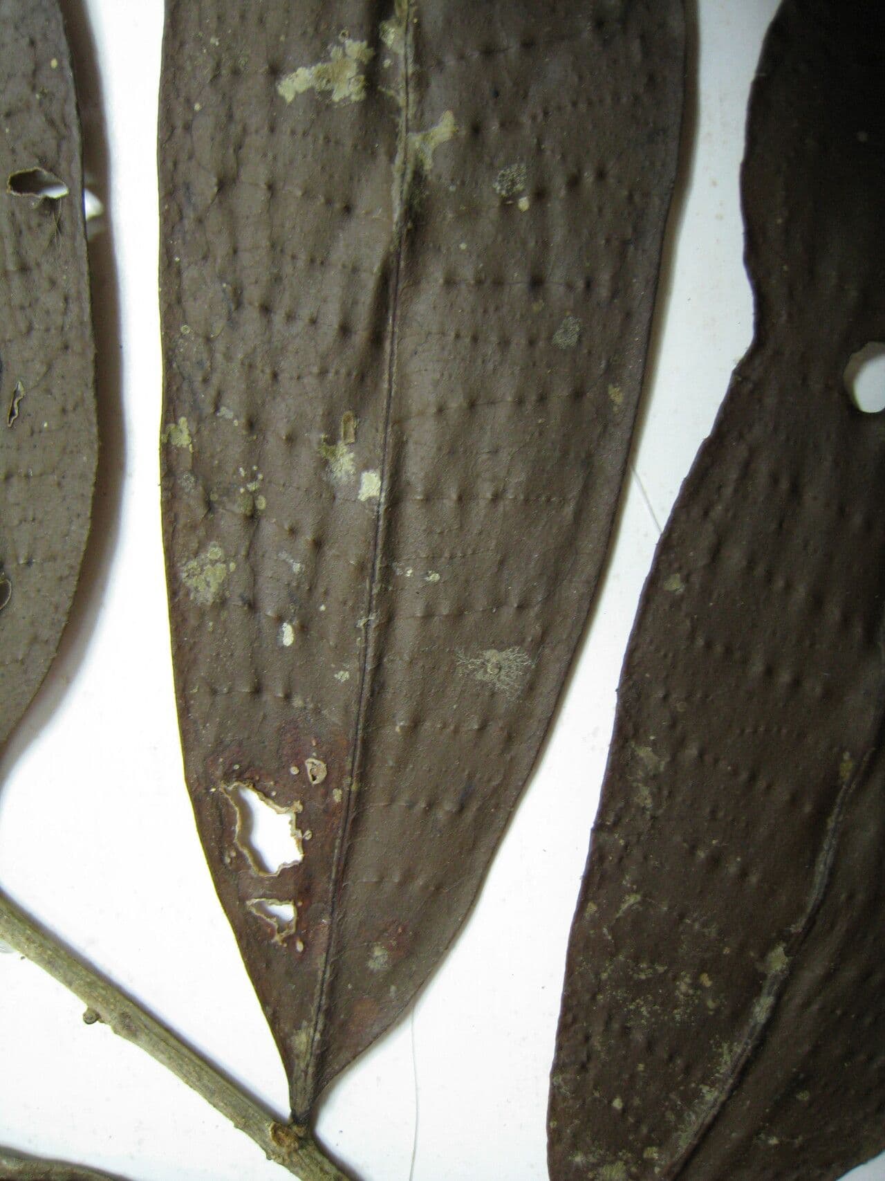 Neoptychocarpus 6