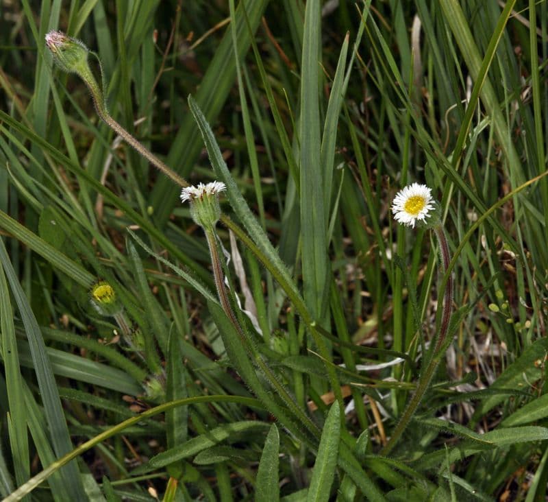 Erigeron a raggi corti 7