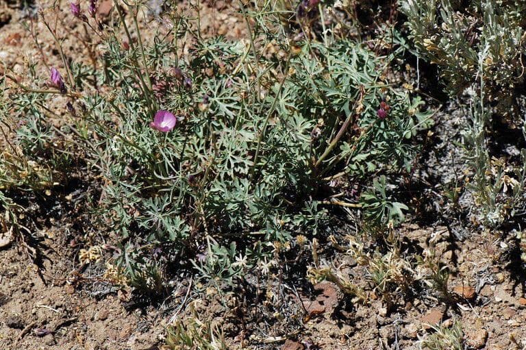 Sidalcea cerosa 7